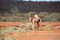 Meekatharra - Mt Augusta - Karijini NP (29)